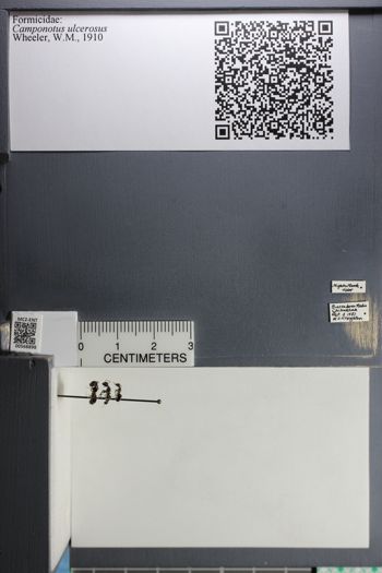 Media type: image;   Entomology 568898